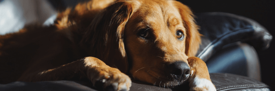 Como os Drones e a IA Estão Redefinindo os Grandes Eventos Garantindo os Direitos Fundamentais Dos Animais