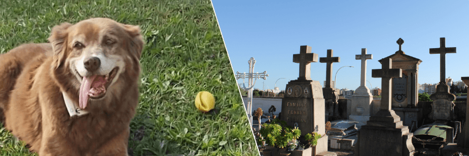 Lei Bob Coveiro: São Paulo autoriza sepultamento de pets em jazigos familiares e amplia o reconhecimento jurídico do vínculo afetivo